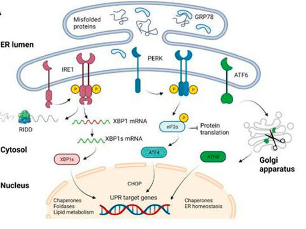 Schematische Darstellung der ungefalteten Protein-Antwort