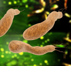 Helicobacter pylori: Bislang unbekannter Mechanismus identifiziert