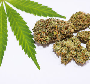 Lauterbach: Cannabis aus Tabuzone heraus