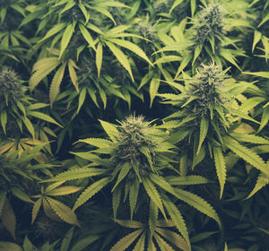 Cannabis-Anbauvereine können starten – aber wie?