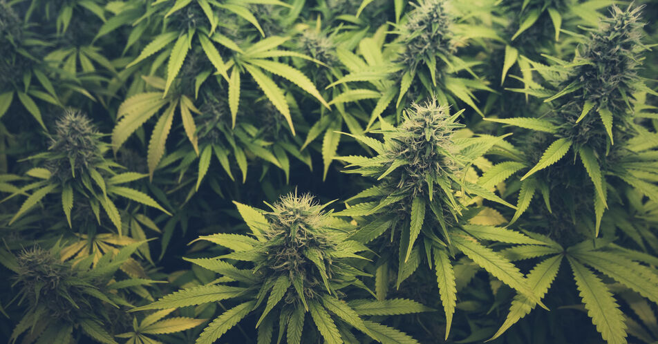 Cannabis-Anbauvereine können starten – aber wie?