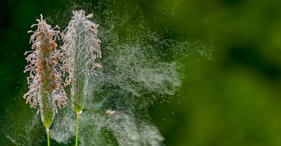 Allergen-Immuntherapie: Wie gezielte Desensibilisierung das Immunsystem umprogrammiert