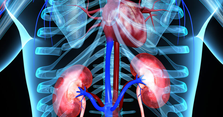 Atherosklerose: Ein gemeinsames Problem von Herz und Niere