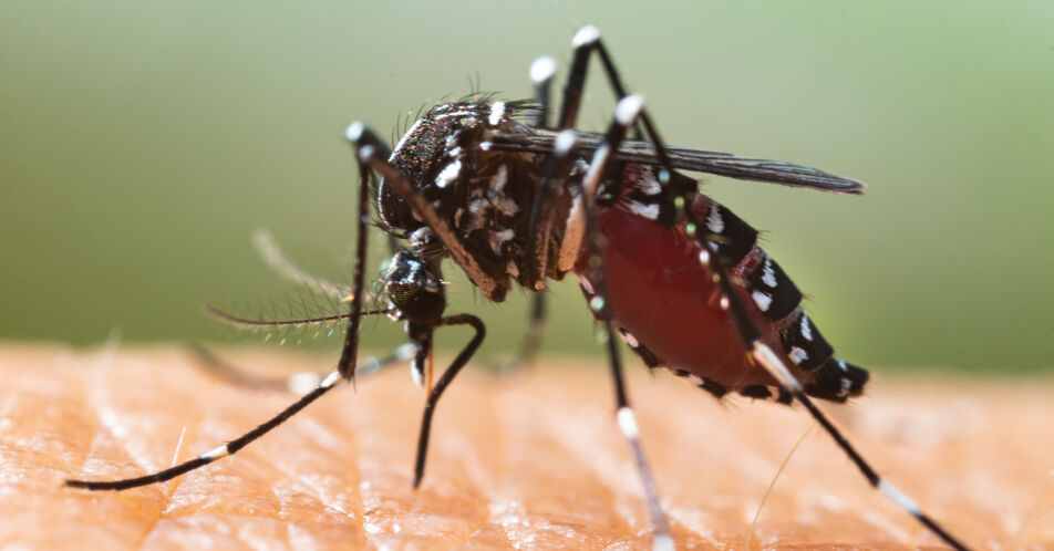 Dengue auf dem Vormarsch – weltweit und auch schon in Europa angekommen