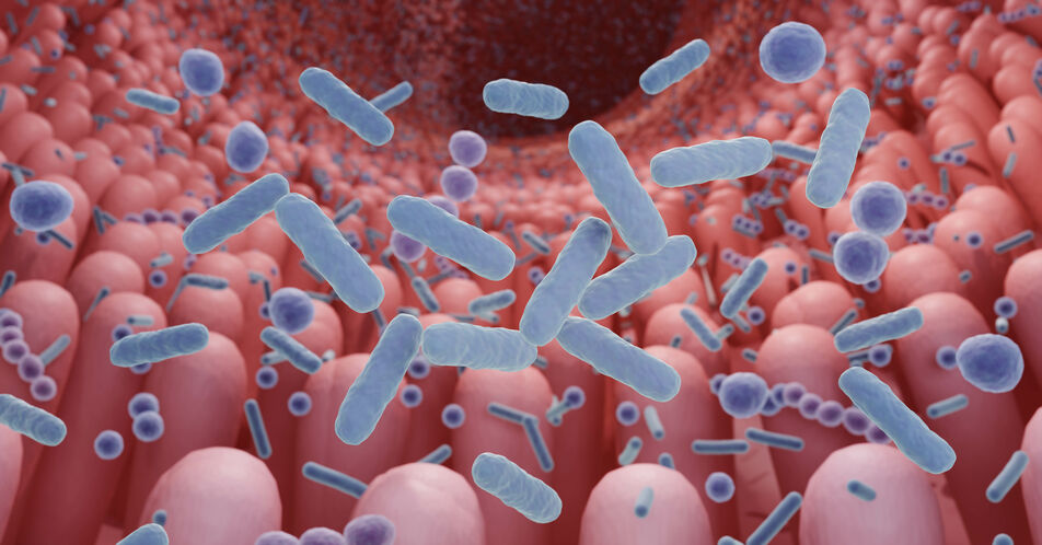 Möglicher Auslöser von Morbus Crohn entdeckt