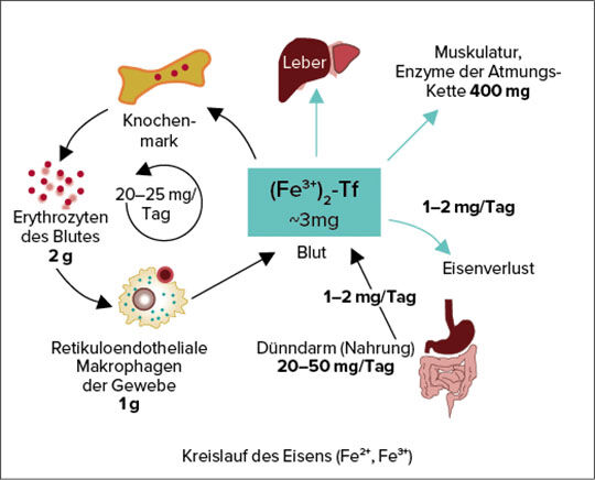 Verteilung von Eisen im Körper